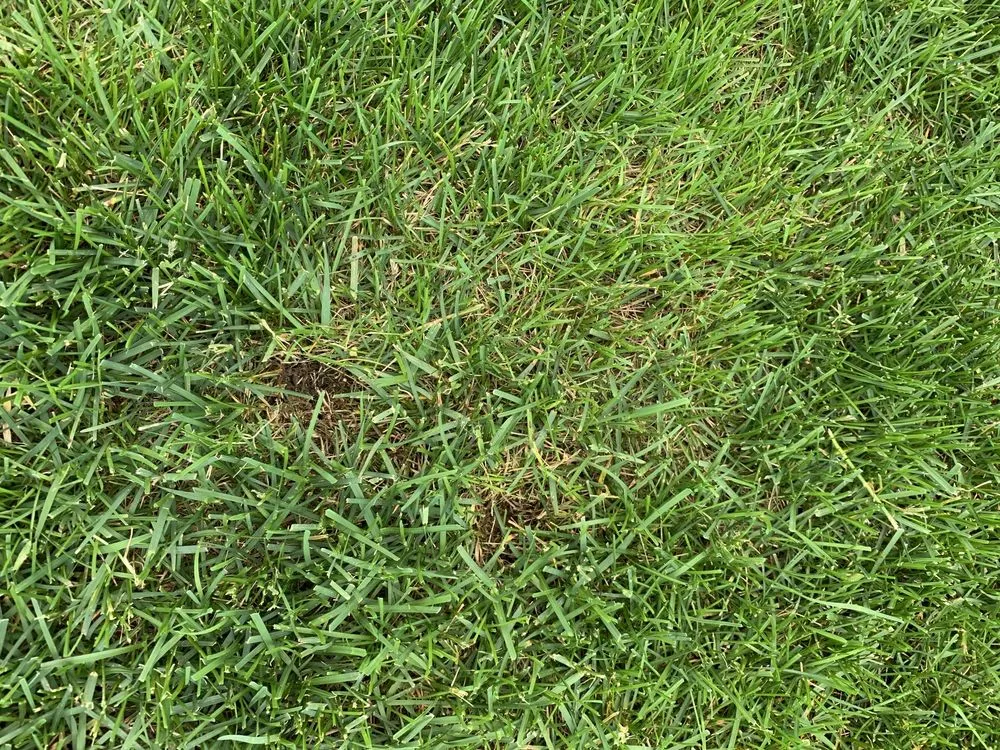 Professional landscaping services in Mead, WA by Ray Turf Farms