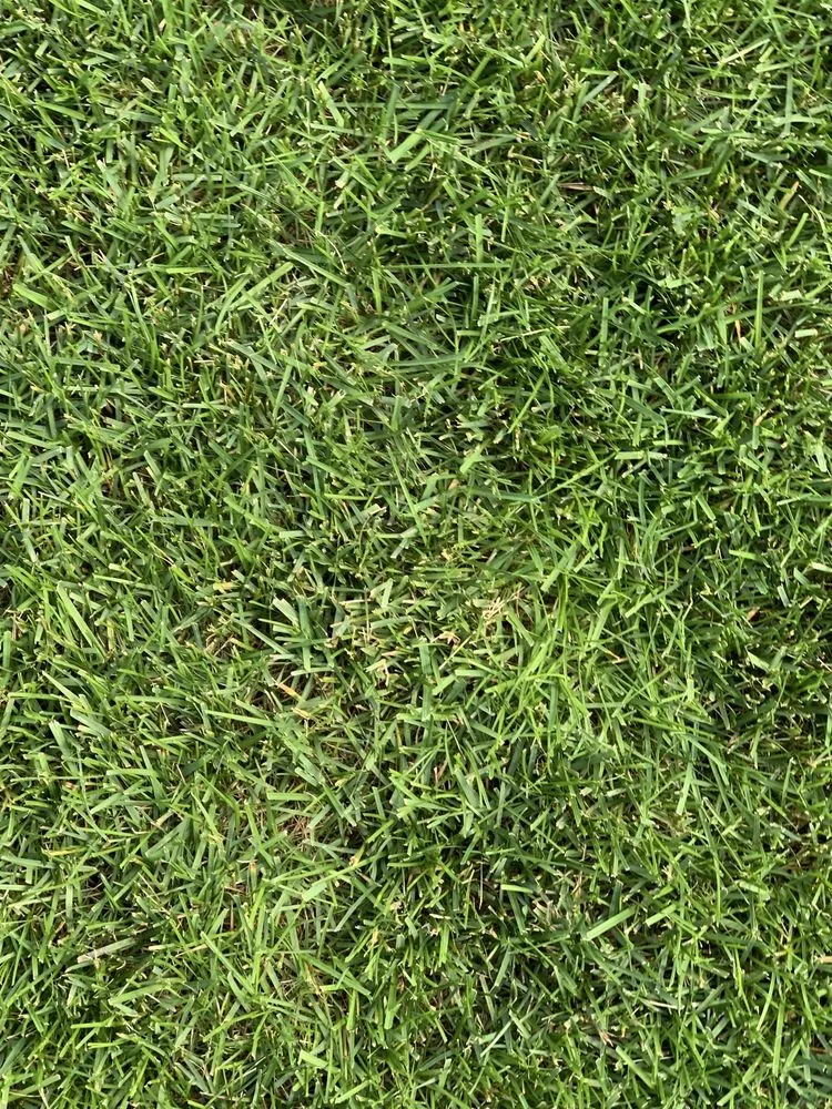 Expert yard cleanup service experts serving Mead, WA - Ray Turf Farms