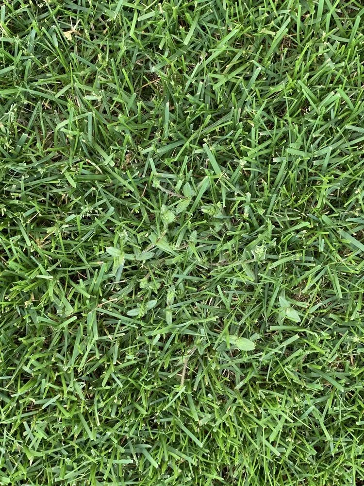 Top-rated yard maintenance experts serving Mead, WA - Ray Turf Farms