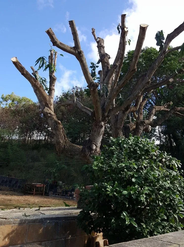 Trusted outdoor landscaping in Urban Honolulu, HI - Rayloise Landscaping