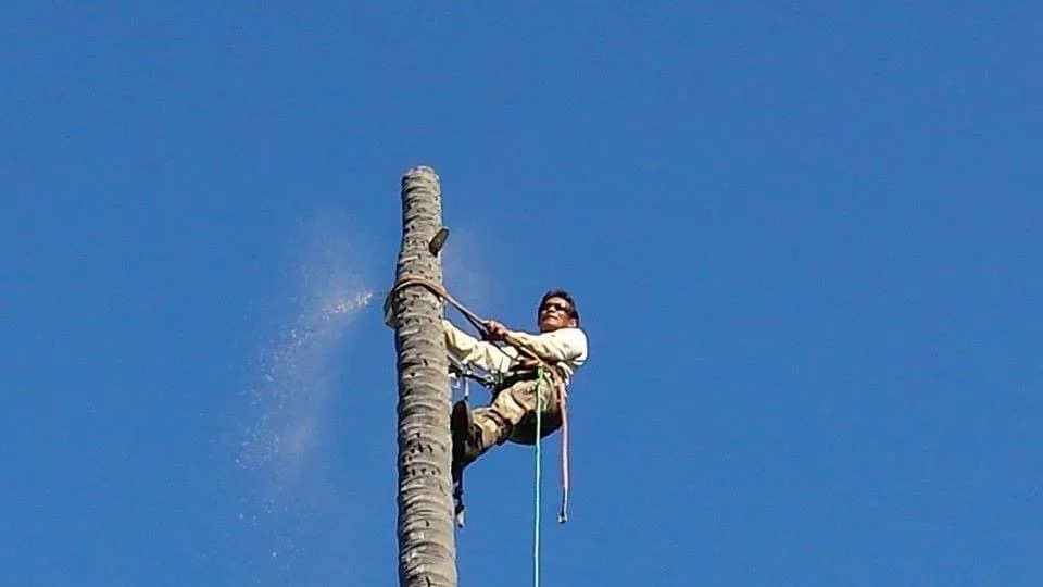 Custom lawn care service for year-round maintenance across Urban Honolulu, HI - Rayloise Landscaping