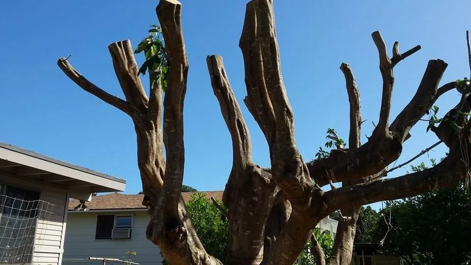 Expert residential landscaping for year-round maintenance in Urban Honolulu, HI by Rayloise Landscaping