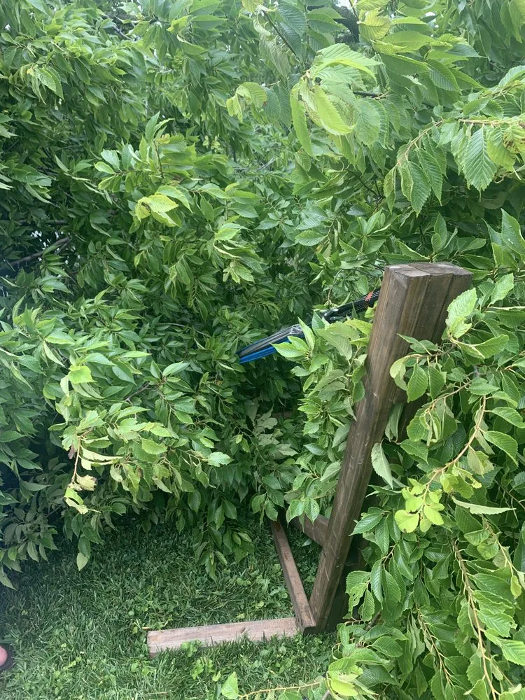 Expert landscape design in New Albany, IN - Raymond Lawn & Landscaping