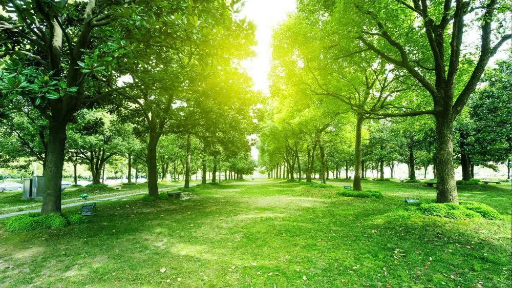 Top-rated landscaping services in New Albany, IN by Raymond Lawn & Landscaping