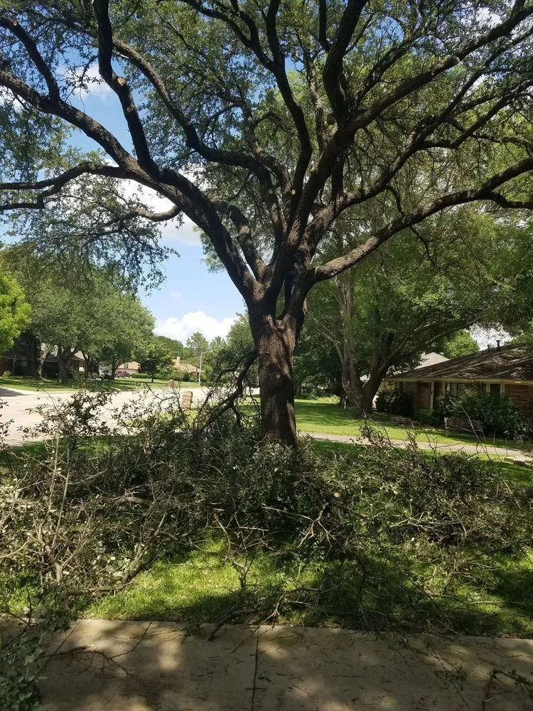 Expert yard cleanup service experts serving Denton, TX - Raymond Lawn Service