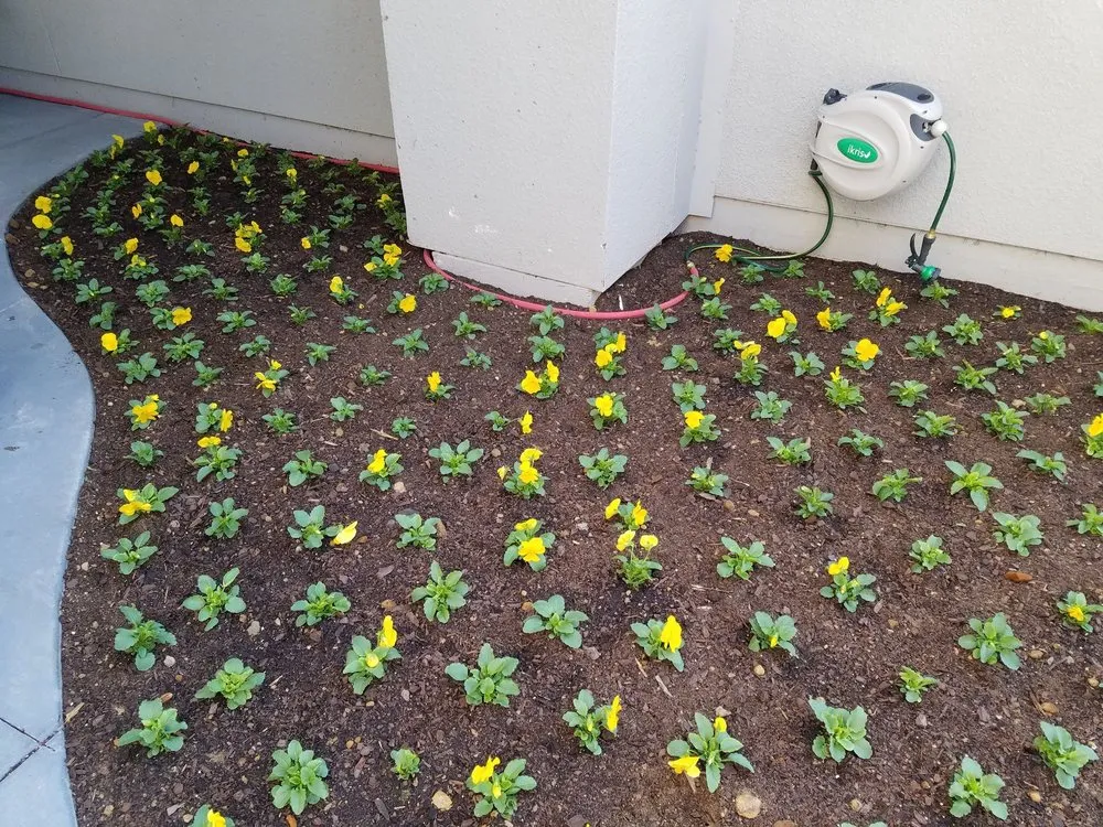 Expert landscaping services in Denton, TX by Raymond Lawn Service