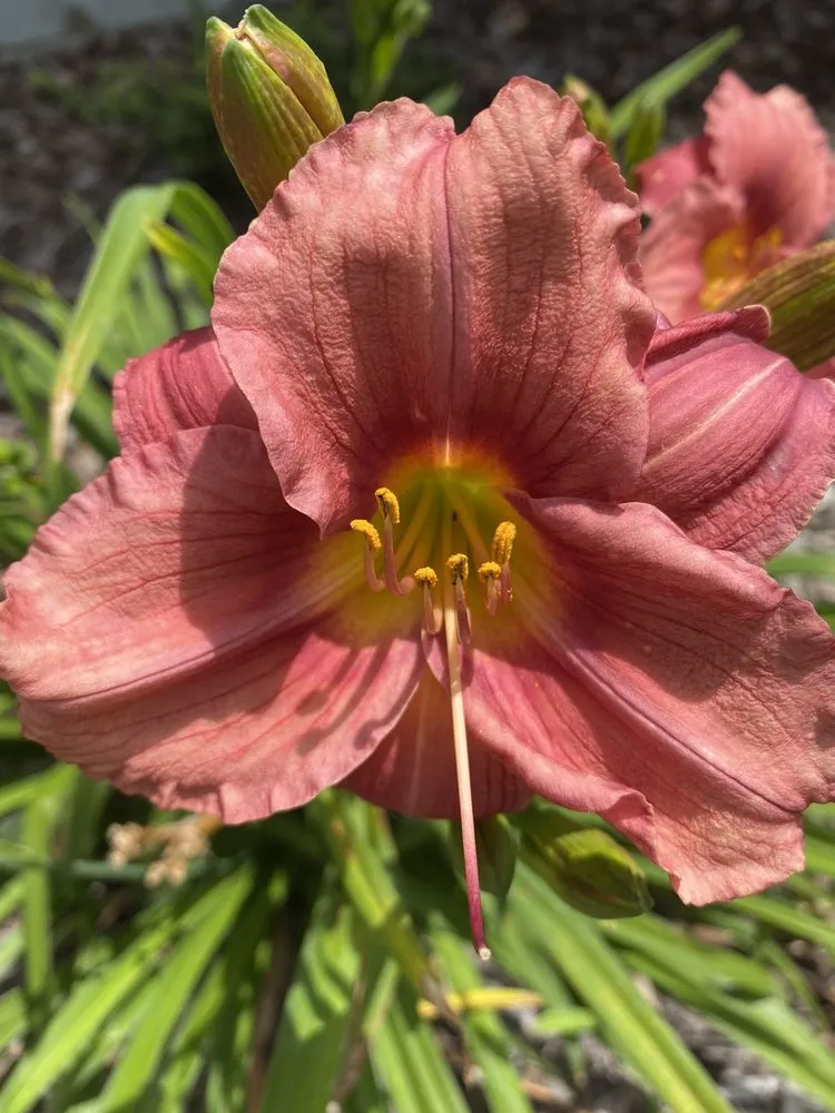 Local yard cleanup service for outdoor upgrades in Hendersonville, NC by Raymond's Garden Center