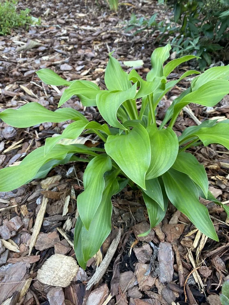 Custom outdoor landscaping in Hendersonville, NC by Raymond's Garden Center