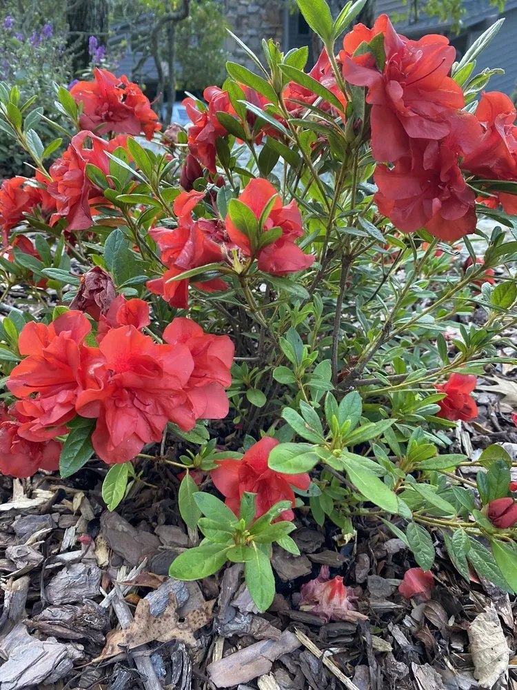 Reliable garden landscaping in Hendersonville, NC - Raymond's Garden Center