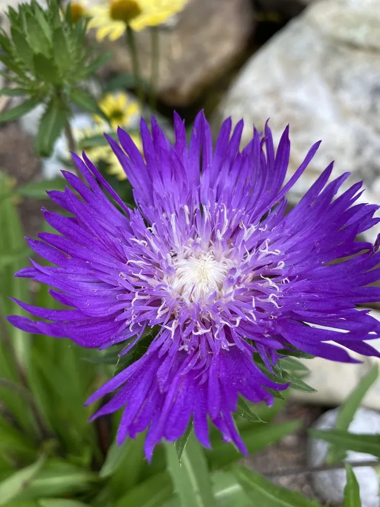 Trusted landscaping services in Hendersonville, NC - Raymond's Garden Center