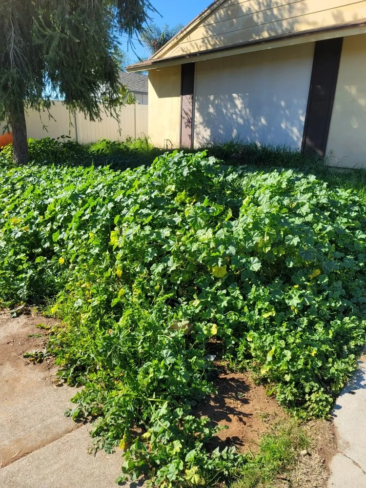 Top-rated lawn mowing service experts serving San Diego, CA - Raymundo Landscaping