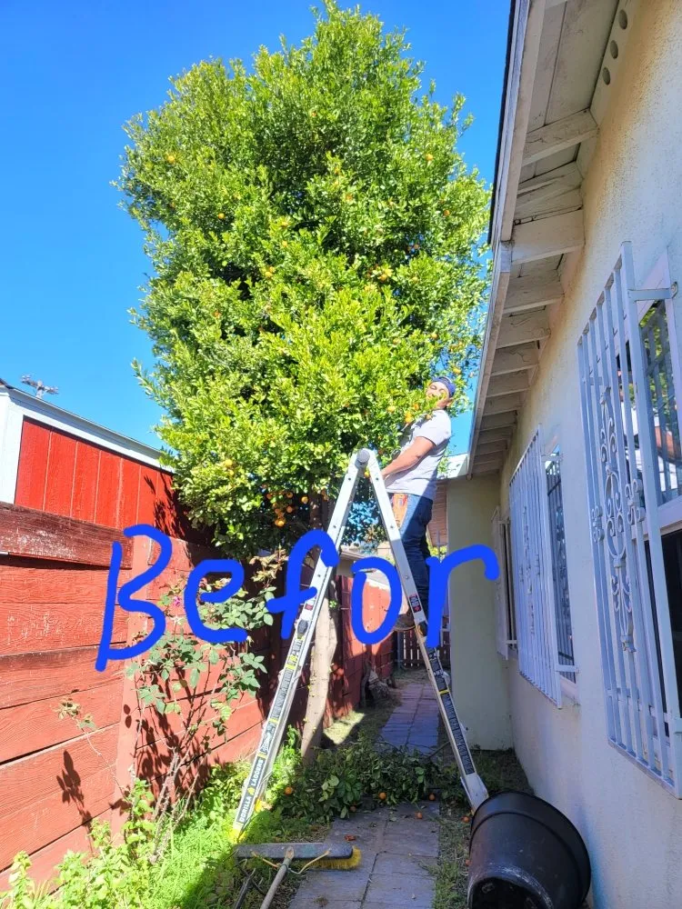 Affordable yard cleanup service experts serving San Diego, CA - Raymundo Landscaping