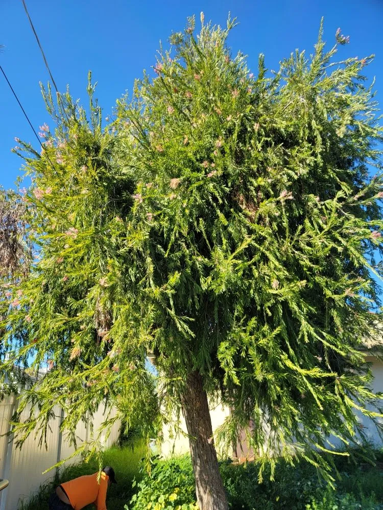 Top-rated landscaping services in San Diego, CA - Raymundo Landscaping