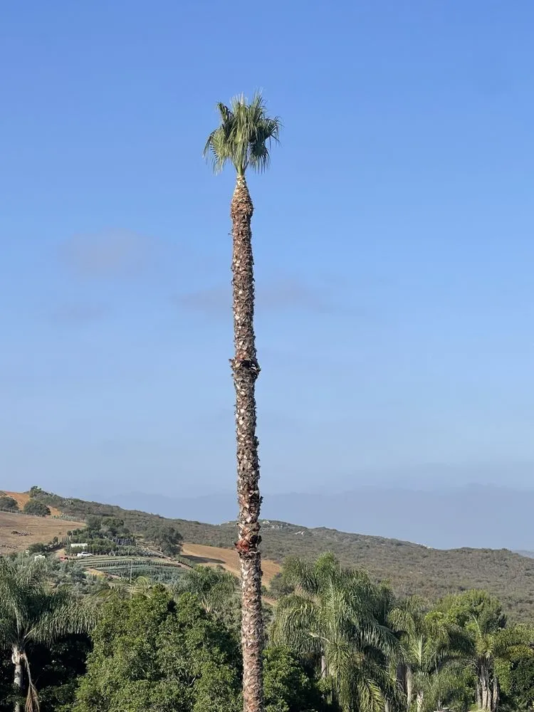 Expert outdoor landscaping in Fallbrook, CA by Raymundo Landscaping Tree Service