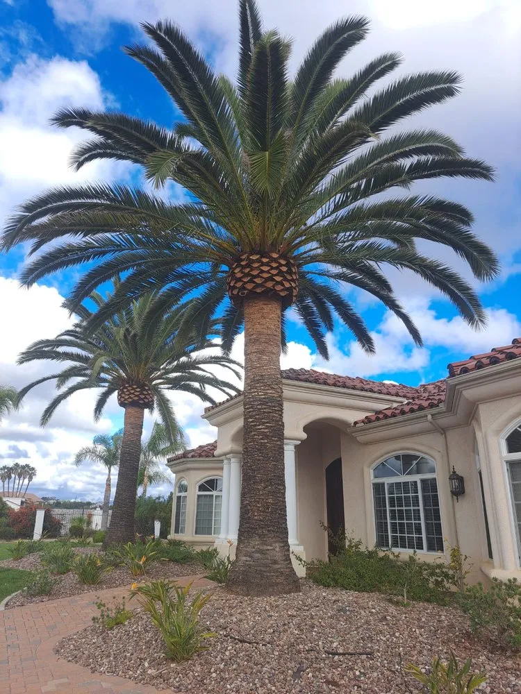 Affordable yard maintenance in Fallbrook, CA by Raymundo Landscaping Tree Service