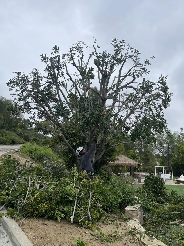 Reliable yard maintenance with custom design in Fallbrook, CA by Raymundo Landscaping Tree Service