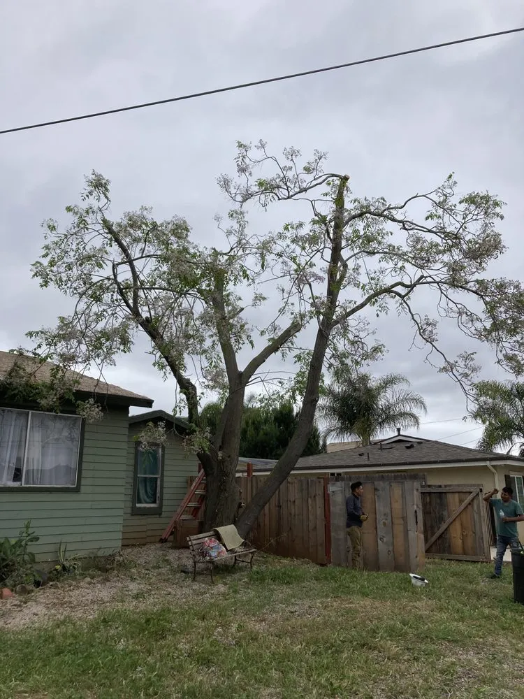 Top-rated landscape design experts serving Fallbrook, CA - Raymundo Landscaping Tree Service