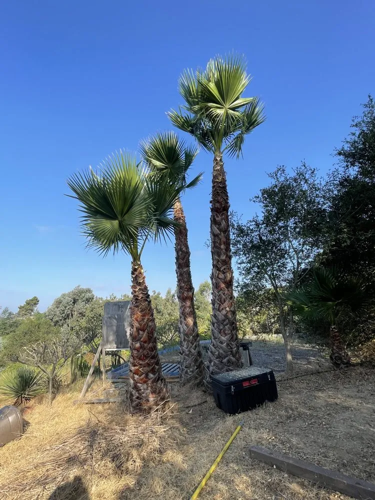 Affordable landscaping services in Fallbrook, CA by Raymundo Landscaping Tree Service