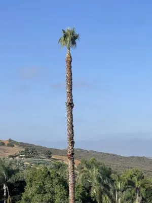 Raymundo Landscaping Tree Service Logo