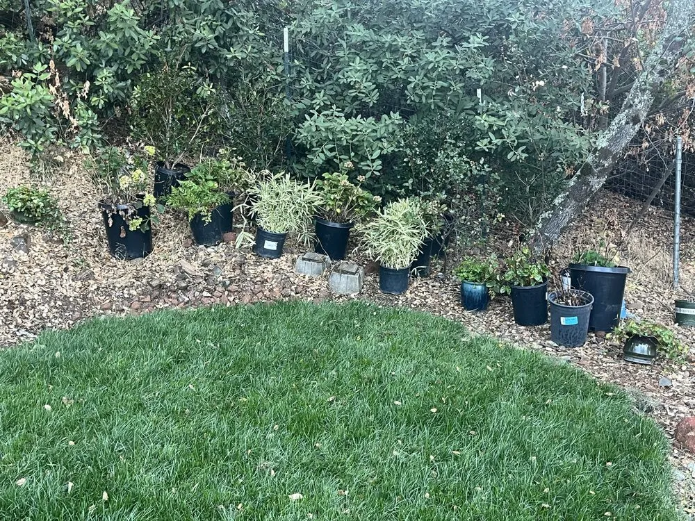 Custom outdoor landscaping in Placerville, CA - Raymundo Maintenance