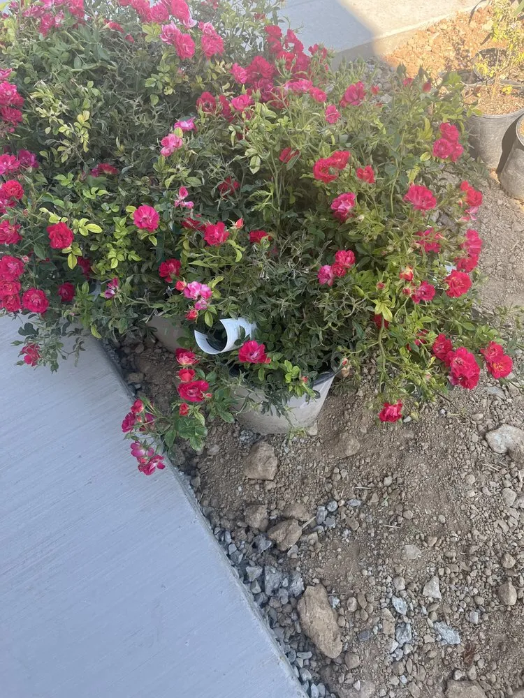 Trusted lawn care service in Placerville, CA by Raymundo Maintenance