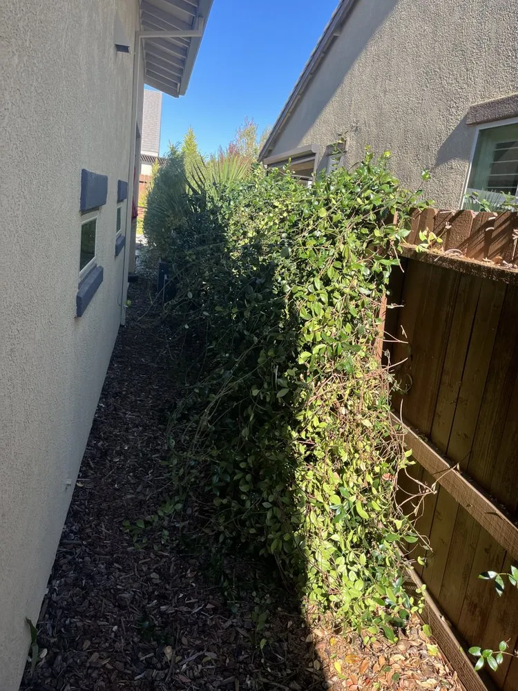 Professional lawn mowing service in Placerville, CA by Raymundo Maintenance