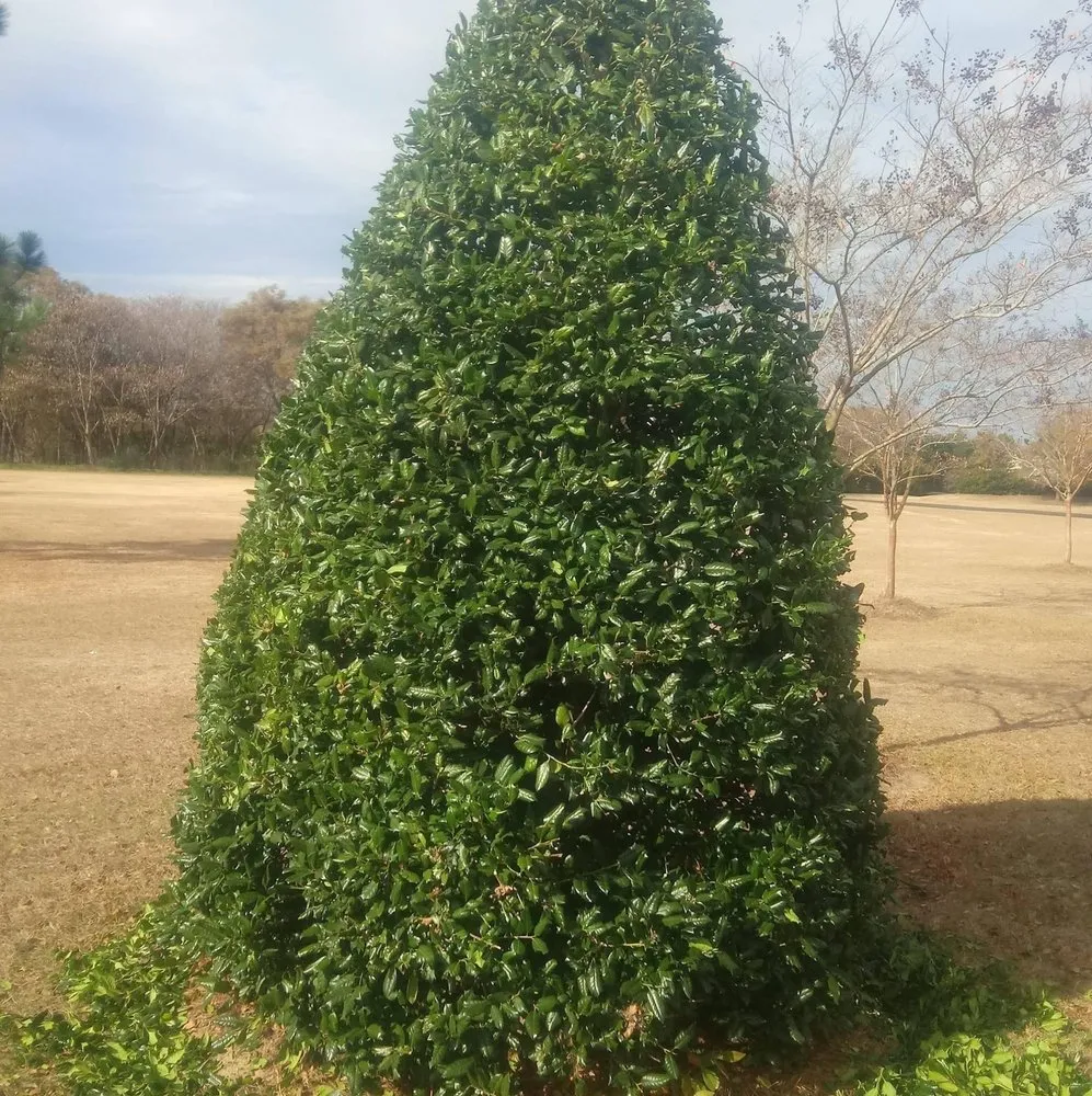 Custom garden landscaping experts serving Willow Spring, NC - Raymundos Landscape