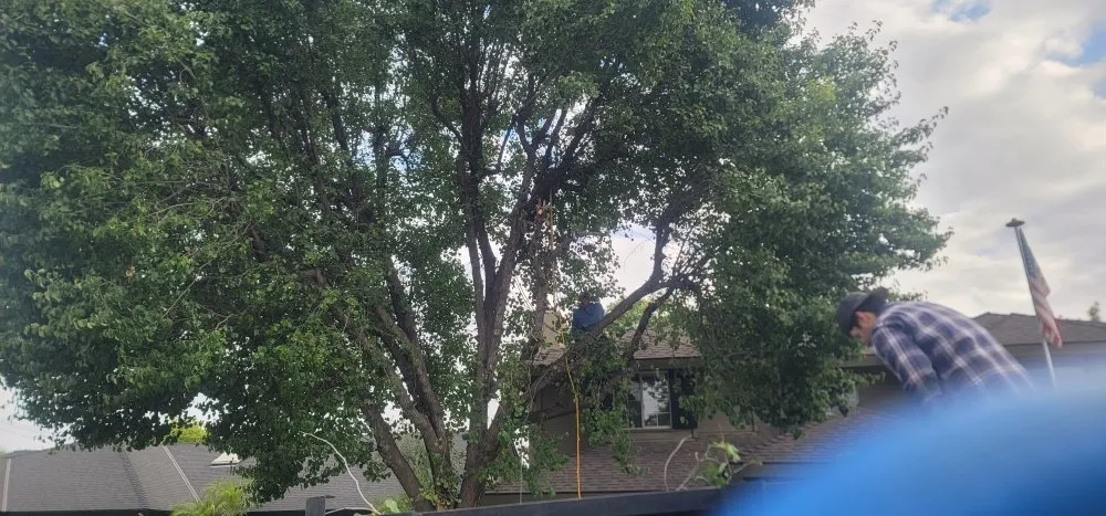 Expert landscape design near you across Bakersfield, CA - Rayos Landscaping & Gardening