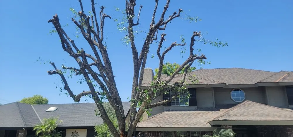 Reliable garden landscaping experts serving Bakersfield, CA - Rayos Landscaping & Gardening