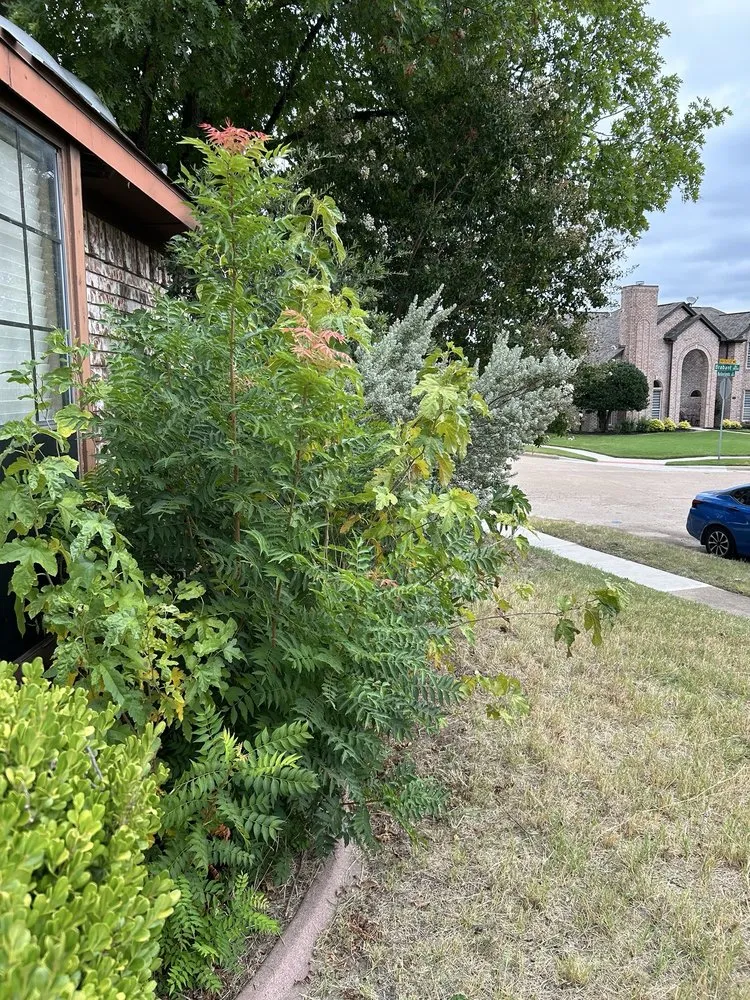 Top-rated landscaping services for beautiful yards across Dallas, TX - Rays Contracting