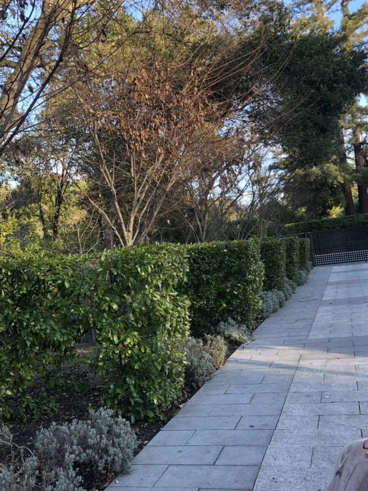 Professional landscape installation in Redwood City, CA by Ray’s Gardening Service