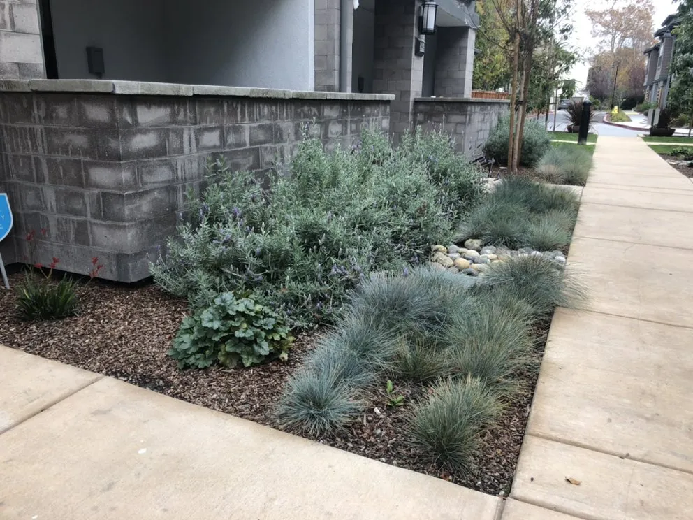 Custom yard cleanup service experts serving Redwood City, CA - Ray’s Gardening Service