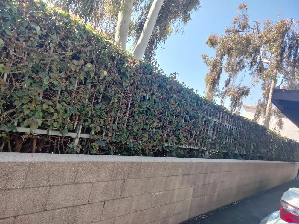 Top-rated landscaping services for outdoor upgrades across Pasadena, CA - Ray's Landscape & Garden Service