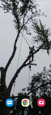 Rays Landscaping And Tree Service Logo