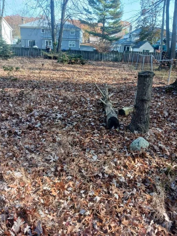 Affordable lawn care service experts serving Elyria, OH - Rays Landscaping