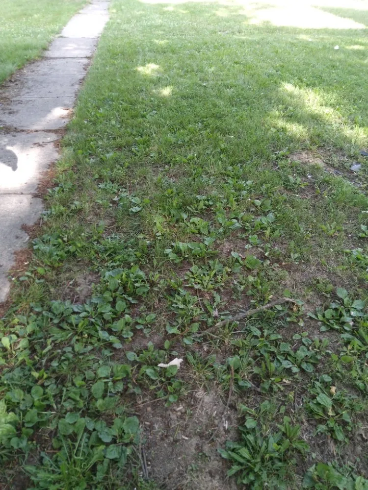 Trusted garden landscaping for outdoor upgrades in Elyria, OH by Rays Landscaping