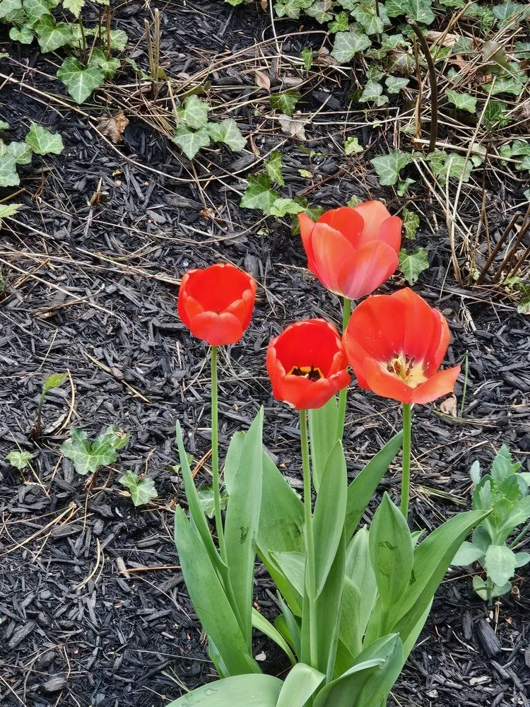 Top-rated yard cleanup service near you across Framingham, MA - Rays Landscaping