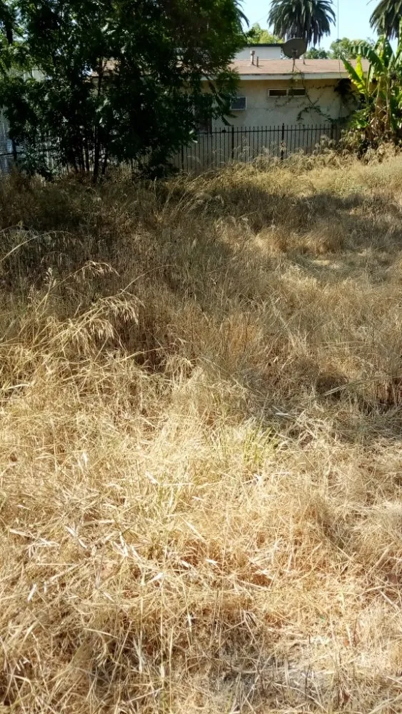 Professional yard maintenance in La Puente, CA - Ray's Landscaping