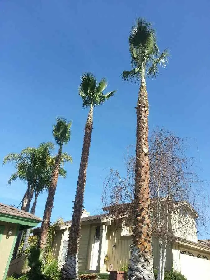 Custom landscaping services experts serving Riverside, CA - Ray's Landscaping