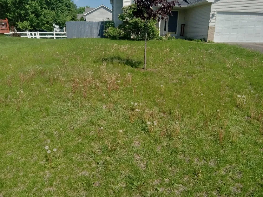 Professional yard cleanup service in Minneapolis, MN by Rays Lawn and Gardening Services