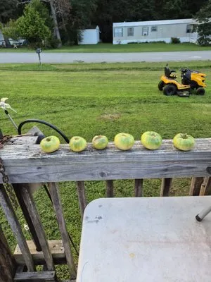 Rays Lawn And Maintenance Logo