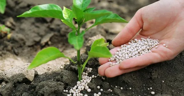 Ray's Lawn Maintenance Logo