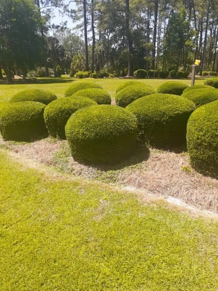 Local lawn care service for residential properties across Adel, GA - Ray's Lawn Service