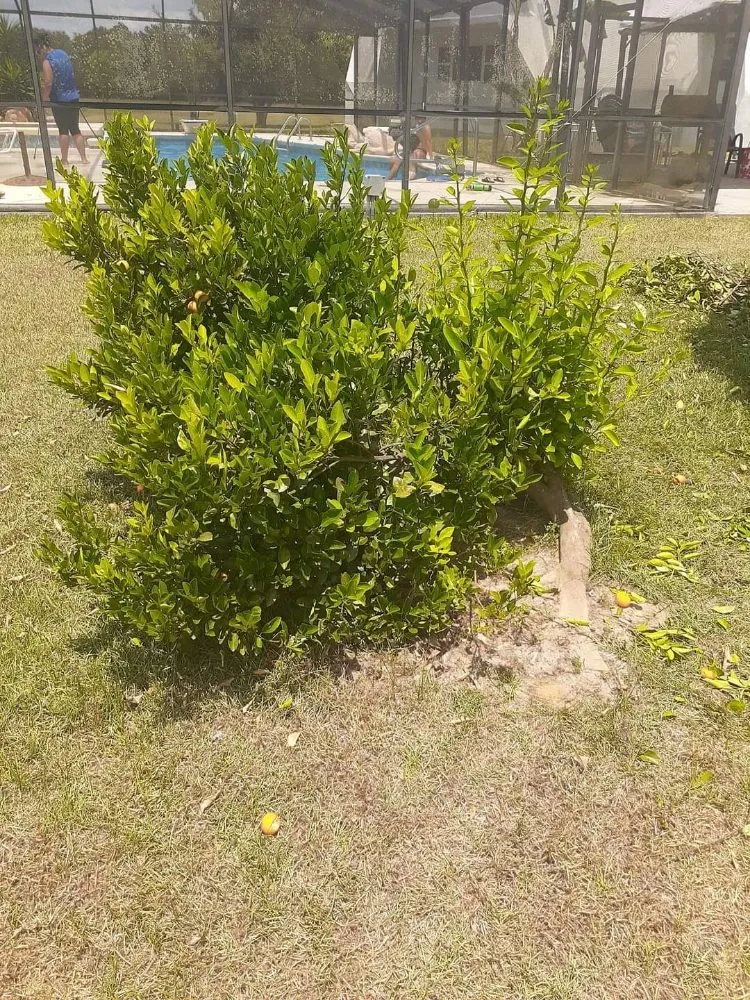 Affordable landscape installation for beautiful yards across Adel, GA - Ray's Lawn Service