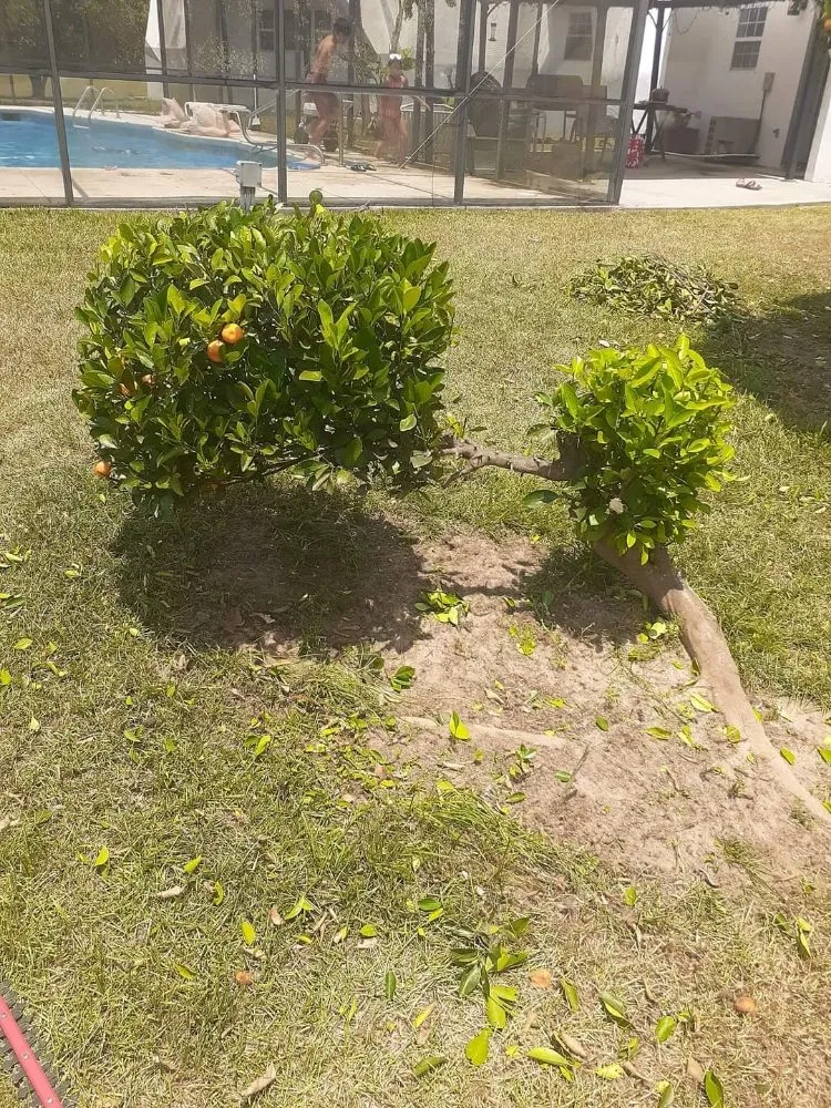 Affordable landscape design for year-round maintenance across Adel, GA - Ray's Lawn Service