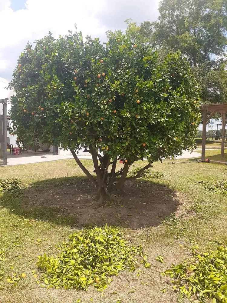 Trusted garden landscaping for homes in Adel, GA by Ray's Lawn Service