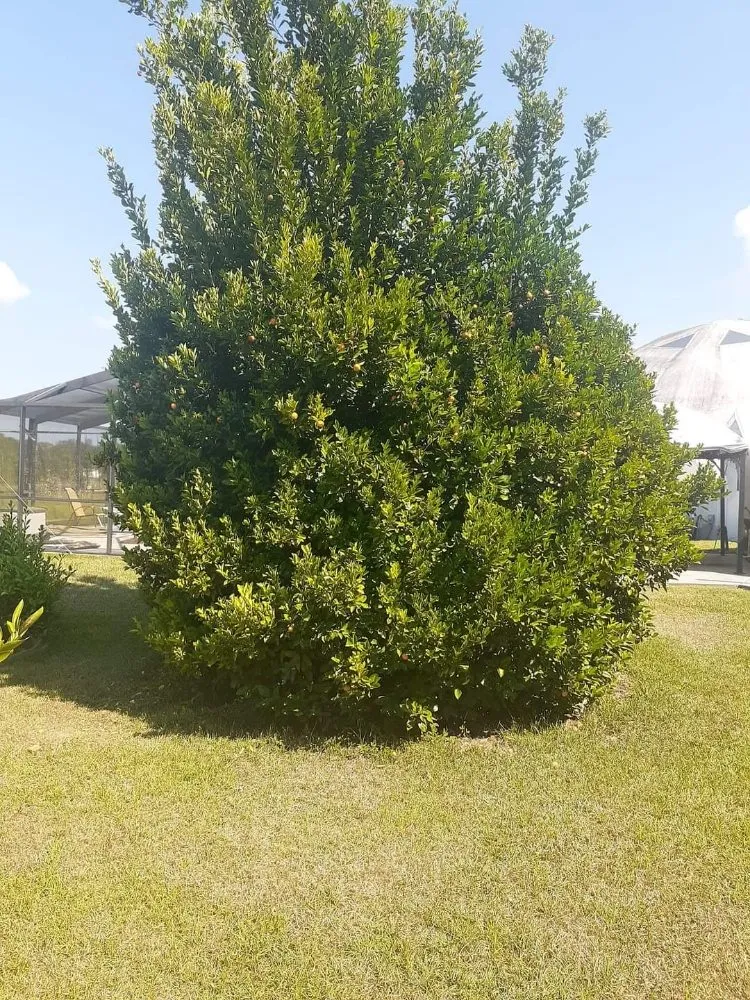 Custom residential landscaping in Adel, GA by Ray's Lawn Service