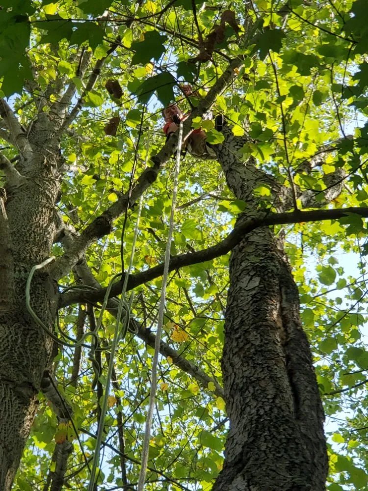 Professional residential landscaping experts serving Bloomington, IN - Ray's Lawncare/tree Service