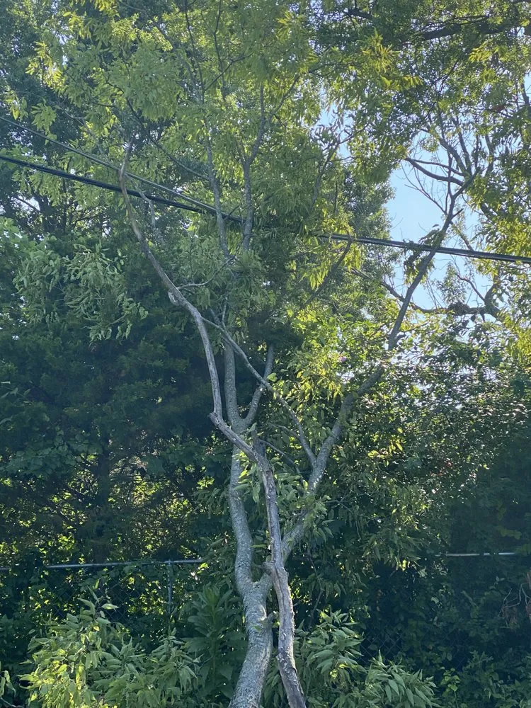 Local yard cleanup service for residential properties across Fenton, MO - Ray's Tree Service