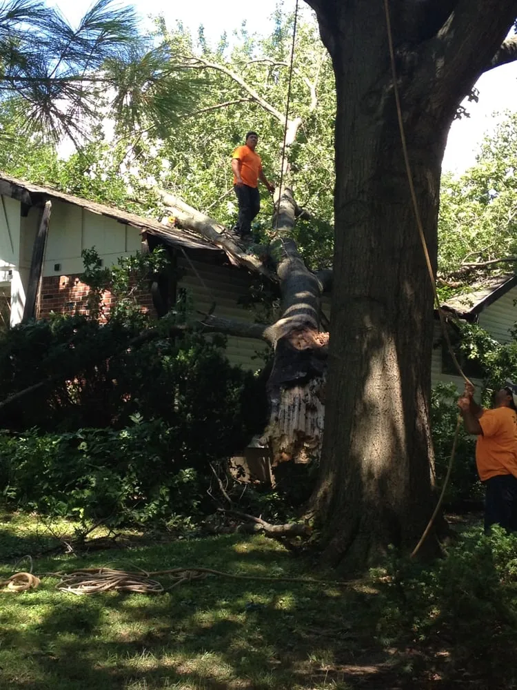 Affordable landscape design in Fenton, MO - Ray's Tree Service